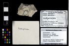 Foto (Objekt + Etikett) von Nodoprosopon sp.  (NHMW-GEO-2014-0194-0978)